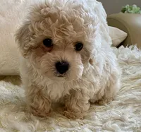 Sammy, a male Maltipoo and Poodle - Toy  for sale in Tampa, FL – 3 of 10