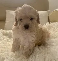 Marley, a male Cavapoo and Poodle - Toy  for sale in Tampa, FL – 3 of 10