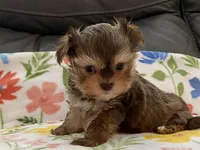 Sammy  Tiny, a male Yorkshire Terrier and Morkie for sale in Tampa, FL – Photo 9 of 9