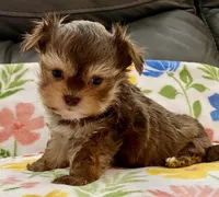 Sammy  Tiny, a male Yorkshire Terrier and Morkie for sale in Tampa, FL – Photo 8 of 9