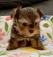 Sammy  Tiny, a male Yorkshire Terrier and Morkie for sale in Tampa, FL – Photo 2 of 9