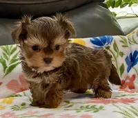 Sammy  Tiny, a male Yorkshire Terrier and Morkie for sale in Tampa, FL – Photo 4 of 9