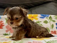 Sammy  Tiny, a male Yorkshire Terrier and Morkie for sale in Tampa, FL – Photo 5 of 9