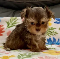 Sammy  Tiny, a male Yorkshire Terrier and Morkie for sale in Tampa, FL – Photo 3 of 9