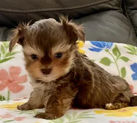 Sammy  Tiny, a male Yorkshire Terrier and Morkie for sale in Tampa, FL – Photo 6 of 9