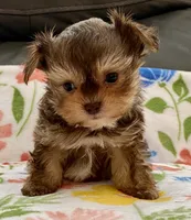 Sammy  Tiny, a male Yorkshire Terrier and Morkie for sale in Tampa, FL – Photo 1 of 9