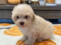 Charlie Green Eyes , a male Maltipoo and Poodle - Toy  for sale in Tampa, FL – 1 of 10