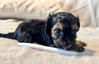 Mochi, a male Yorkshire Terrier for sale in Tampa, FL – 4 of 10