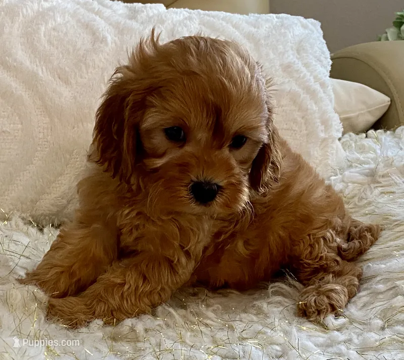 Tucker Toy F1b – Cavapoo, Poodle - Toy  puppy for sale in Tampa, FL