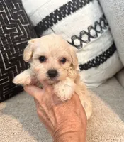Lucy , a female Maltipoo and Poodle - Toy  for sale in Tampa, FL – 5 of 10
