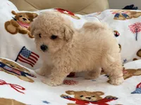 Mbappe, a male Maltipoo and Poodle - Toy  for sale in Tampa, FL – 9 of 10