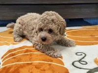 Zoey, a female Maltipoo and Poodle - Toy  for sale in Tampa, FL – 10 of 10