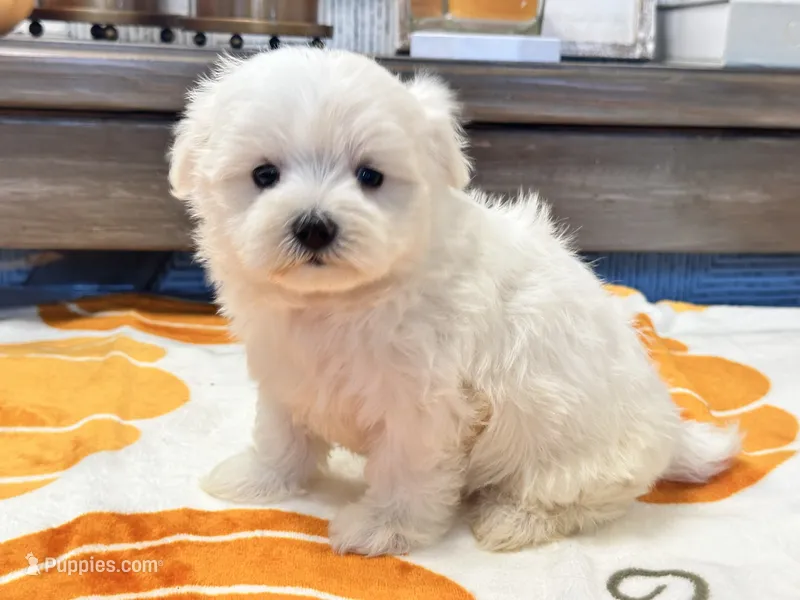 Buffy – Maltipoo, Maltese puppy for sale in Tampa, FL
