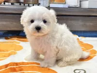 Buffy, a female Maltipoo and Maltese for sale in Tampa, FL – 1 of 10