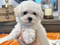 Lulu  Tiny , a female Maltipoo and Poodle - Toy  for sale in Tampa, FL – 2 of 10