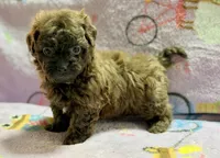 Coco , a female Maltipoo and Poodle - Toy  for sale in Tampa, FL – 9 of 9