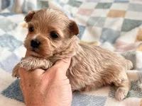 Lily , a female Maltipoo and Poodle - Toy  for sale in Tampa, FL – 2 of 9