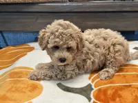 Zoey, a female Maltipoo and Poodle - Toy  for sale in Tampa, FL – 7 of 10
