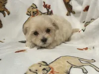 Milo , a male Maltipoo and Poodle - Toy  for sale in Tampa, FL – 10 of 10