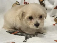 Milo , a male Maltipoo and Poodle - Toy  for sale in Tampa, FL – 8 of 10