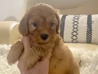 Tucker Toy F1b, a male Cavapoo and Poodle - Toy  for sale in Tampa, FL – 10 of 10