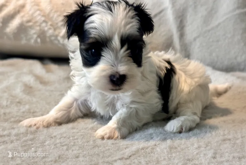 Toby Parti – Yorkshire Terrier puppy for sale in Tampa, FL