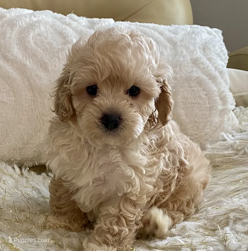 Marley – Cavapoo, Poodle - Toy  puppy for sale in Tampa, FL