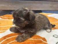 Lucy, a female Yorkshire Terrier and Shorkie for sale in Tampa, FL – 8 of 9