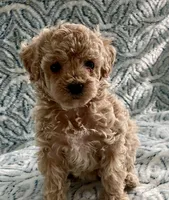 Tillie , a female Maltipoo and Poodle - Toy  for sale in Tampa, FL – 4 of 7