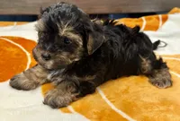 Tucker, a male Yorkshire Terrier for sale in Tampa, FL – 3 of 10