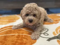 Zoey, a female Maltipoo and Poodle - Toy  for sale in Tampa, FL – 3 of 10