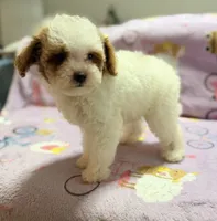 Mattie , a female Maltipoo and Poodle - Toy  for sale in Tampa, FL – 6 of 10