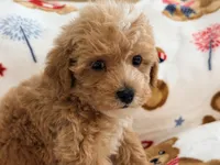 Rivaldo, a male Maltipoo and Poodle - Toy  for sale in Tampa, FL – 9 of 10