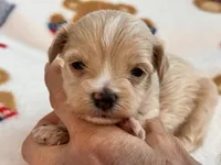 Ziggy , a male Maltipoo and Poodle - Toy  for sale in Tampa, FL – 9 of 10