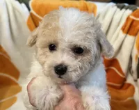 Gigi , a female Maltipoo and Poodle - Toy  for sale in Tampa, FL – 2 of 8