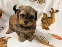 Mila , a female Yorkshire Terrier and Morkie for sale in Tampa, FL – 10 of 10