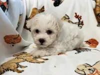 Simba , a male Maltipoo and Poodle - Toy  for sale in Tampa, FL – 7 of 10