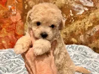 Nala , a female Maltipoo and Poodle - Toy  for sale in Tampa, FL – 3 of 10