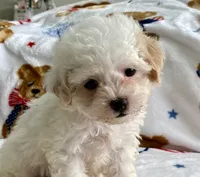 Shelby, a female Maltipoo and Poodle - Toy  for sale in Tampa, FL – 1 of 9