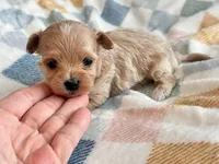 Lily , a female Maltipoo and Poodle - Toy  for sale in Tampa, FL – 3 of 9