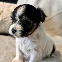 Bella  Parti, a male Yorkshire Terrier for sale in Tampa, FL – 9 of 10