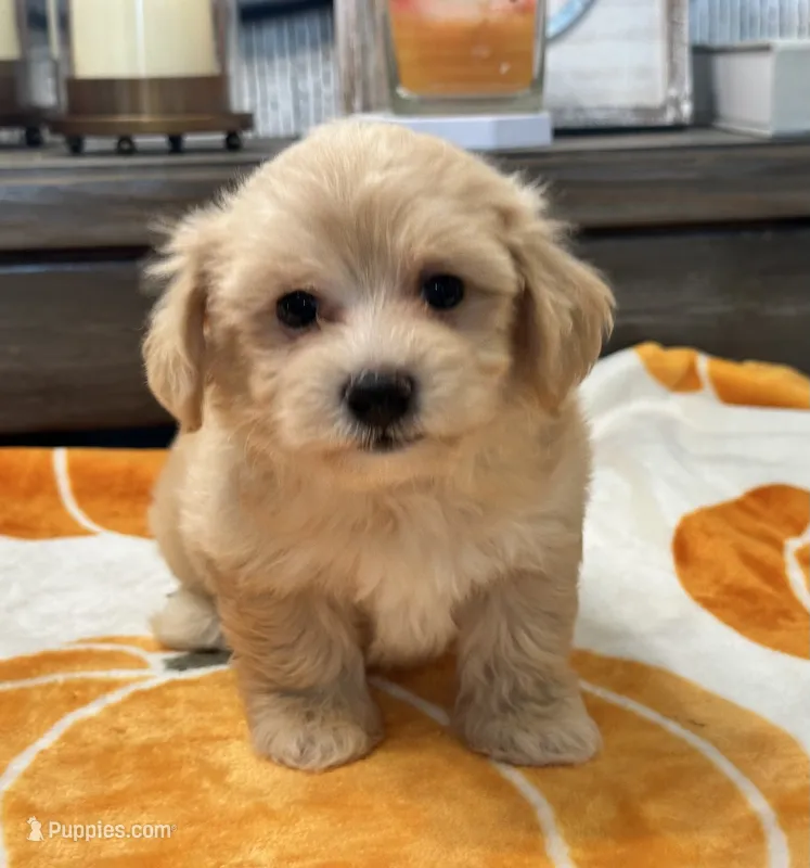 Loki – Maltipoo, Poodle - Toy  puppy for sale in Tampa, FL