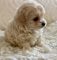 Bella , a female Maltipoo and Poodle - Toy  for sale in Tampa, FL – 7 of 10