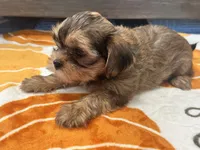 Coco , a female Yorkshire Terrier and Shorkie for sale in Tampa, FL – 8 of 9