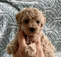 Tillie , a female Maltipoo and Poodle - Toy  for sale in Tampa, FL – 2 of 7
