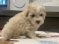 Scooter, a male Maltipoo and Poodle - Toy  for sale in Tampa, FL – 8 of 10