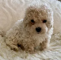 Sammy, a male Maltipoo and Poodle - Toy  for sale in Tampa, FL – 7 of 10
