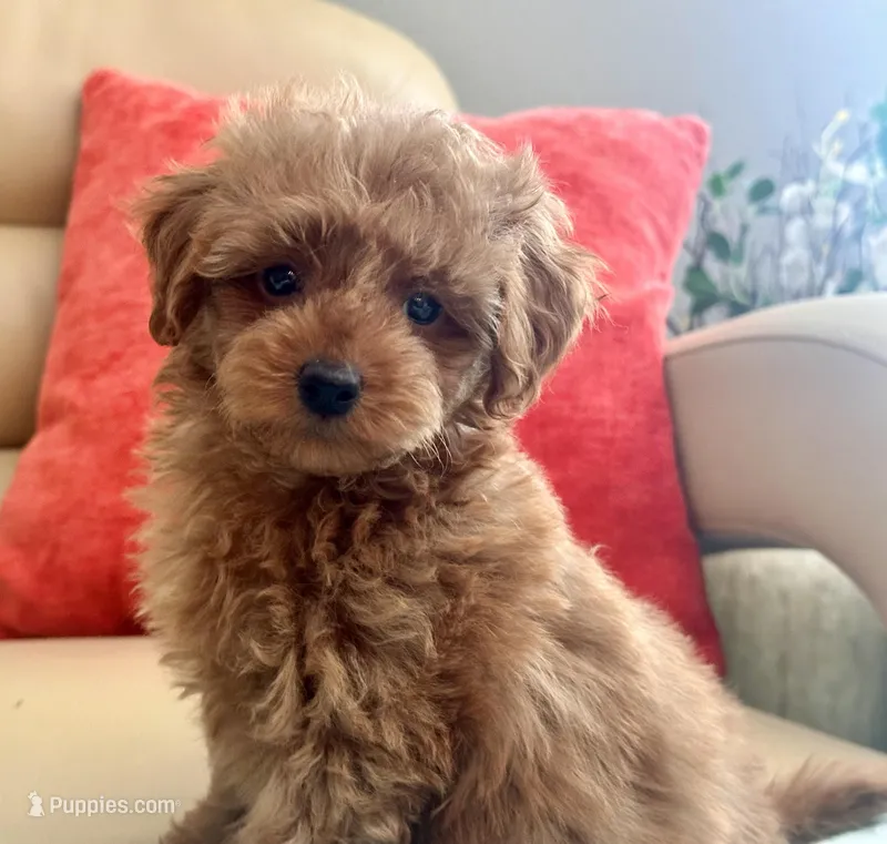 Kiley – Maltipoo, Poodle - Toy  puppy for sale in Tampa, FL
