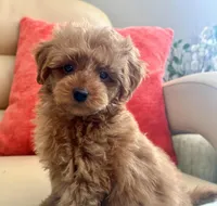 Kiley, a male Maltipoo and Poodle - Toy  for sale in Tampa, FL – Photo 1 of 9