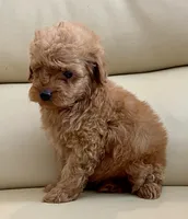 Kiley, a male Maltipoo for sale in Tampa, FL – Photo 2 of 10